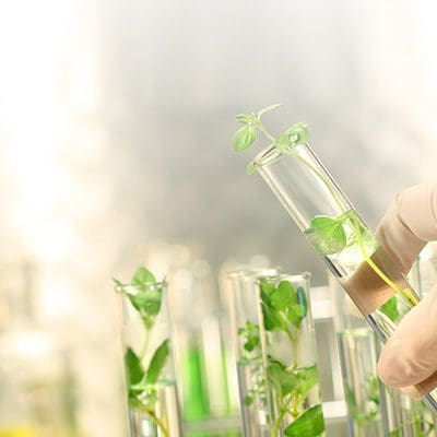In Reagenzgläsern befinden sich Pflanzen. Ein Laborant hält eines der mit einer Lösung gefüllten Reagenzgläser in der Hand.