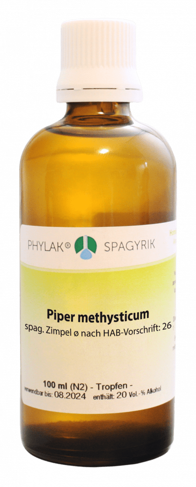 Piper methysticum spag. Zimpel
